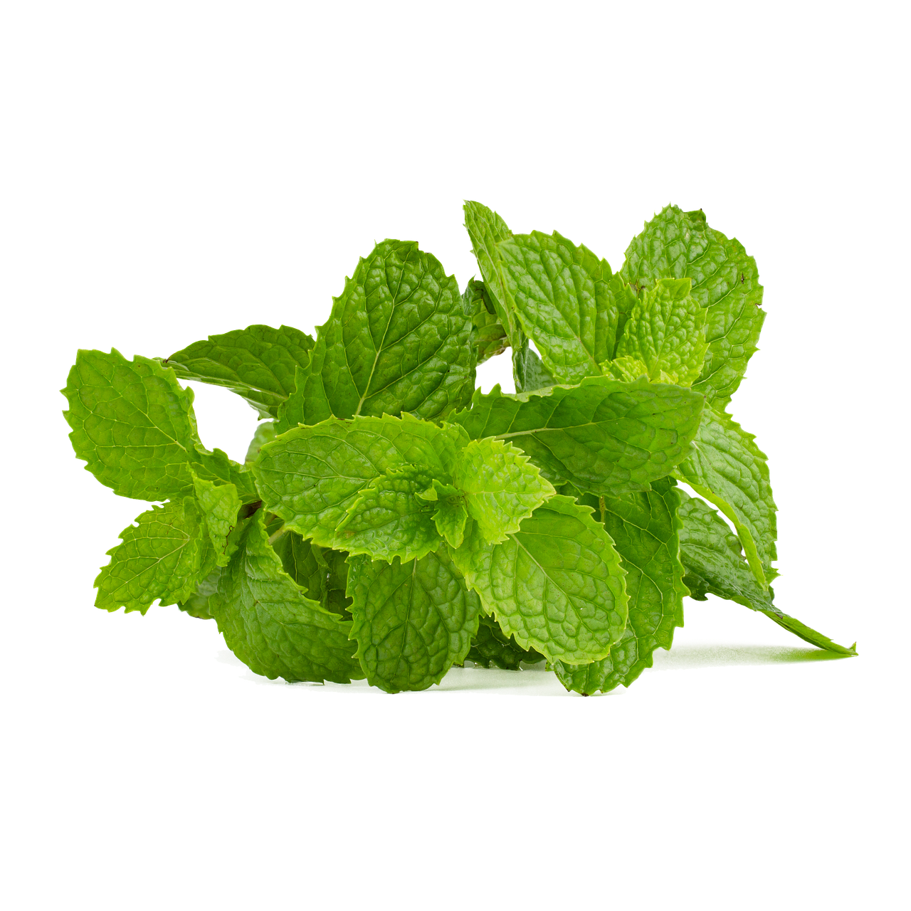 Mint leaves - पुदिना